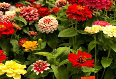 Najlepše APRILSKE biljke koje ne zahtevaju posebnu negu - Cvetaće do kasne jeseni i ulepšaće vašu baštu vedrim bojama