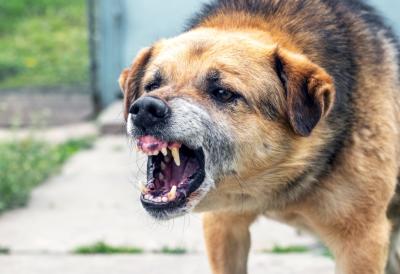 Razjarena zver ubila novorođenu bebu: Tragedija u porodičnoj kući, pas ostavljen sam sa devojčicom pa nasrnuo na kolevku - ''Ja sam slomljena'', potresne reči bake