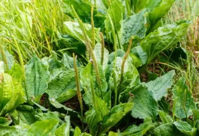 Svi je GAZE, prepuna su ih DVORIŠTA, a ne znate KOLIKO je ova BILJKA LEKOVITA, odlična za KOŽU i celo telo