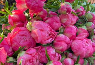 Veruje se da OVAJ CVET donosi sreću i blagostanje ženama i tera ZLE DUHOVE! Zovu ga RAJSKIM, a cveta 15 godina uzastopno - evo kako se sadi i neguje