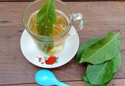 Samo ovako se pravilno kuva ČAJ OD LOVORA - Smiruje kašalj, dobar je kod gihta i problema sa varenjem, jača imunitet