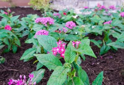 Posadite ga u martu i zaboravite na zalivanje: Ovo čudo od cveća cveta 6 meseci bez prestanka, obožavaju ga pčele i leptiri, a uspeva SVIMA