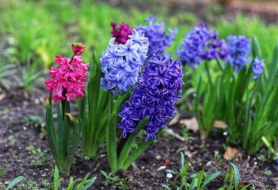 Ovo CVEĆE se SADI baš na Uskrs - Veruje se da će cvetati cele godine, a jedan cvet je jako važan za svaku pravoslavnu porodicu