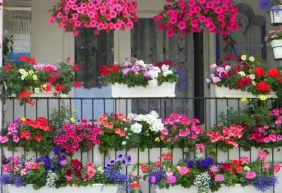 Posadite ih jednom, a obnavljaju se godinama! Ove 3 BILJKE su idealne za terasu - ne zahtevaju mnogo vode, prija im i sunce i hladovina, prelake su za održavanje, a traju cele sezone