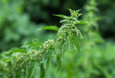 Svuda je oko nas, ali joj ljudi iz straha ne prilaze: Biljka koje se plašimo može da leči bubrege, krvotok, čak i šećer u krvi