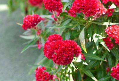 Za bujne cvetove i snažno lišće: Domaći recept od samo dva sastojka za savršenu prolećnu baštu