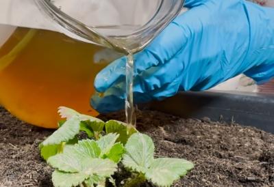 Najbolje prirodno đubrivo za JAGODE: Zbog njega rastu brže, plodovi su SOČNIJI, a štetočine beže u panici