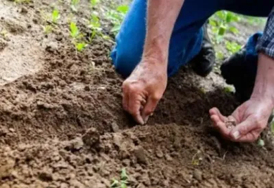 Šta sve morate POSADITI U MARTU da biste imali mirisne i PLODNE bašte i balkone - Ovo su ROKOVI za setvu i sadnju