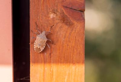 (FOTO) Pojavila se nova "mutant" smrdibuba? Ljudi preplavili komentare na društvenim mrežama, jedna fotografija sve zapalila - stručnjak razjasnio dilemu