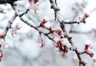 Kolaps u Hrvatskoj zbog snega i bure: Pravci ka moru zatvoreni, vozači zarobljeni na putevima