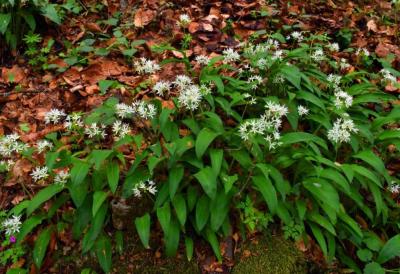 Sremuš je neverovatno zdrav, čisti ceo organizam i pravo je BLAGO ZA KRVNE SUDOVE, ali ima dva OPASNA DVOJNIKA: Ako ih pojedete, POSLEDICE mogu da budu KOBNE