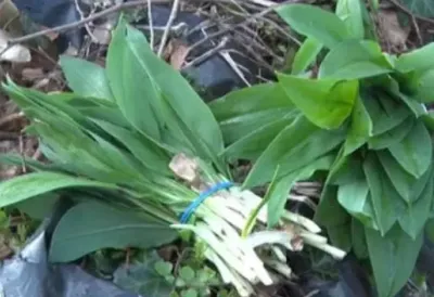 Srpske šume skrivaju jednu od najlekovitijih biljaka na svetu: Divlji luk koji jača imunitet, spušta pritisak i čisti organizam