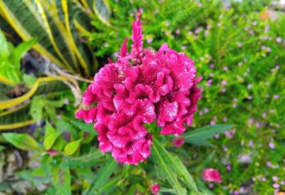 Starinska, seoska bašta ponovo je HIT: Ovo cveće su gajile naše bake, a jedno pravilo pravi čudo - dvorište izgleda kao iz časopisa