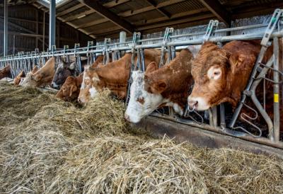 Velika podrška stočarima: Prijave za subvencije do 55.000 dinara po grlu otvorene