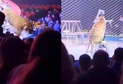 (VIDEO) Razjareni tigar preskočio ogradu i krenuo pravo ka ljudima: Horor scena u cirkusu - deca vrištala, nastao pravi haos