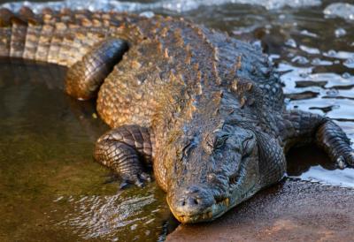 Nezvani gost se pojavio na ručku u luksuznom hotelu: Krokodil od četiri metra izašao iz reke i iznenadio turiste usred obroka