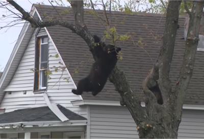 Medved blokirao ulice: Popeo na drvo usred grada - usledila višesatna akcija spasavanja, građani u šoku gledali šta se dešava (VIDEO)
