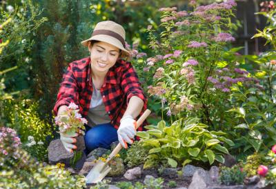 Najlakši način do lepog dvorišta: Ova biljka prekriva sve što želite da sakrijete