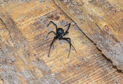 (FOTO) Građani u Pančevu uznemireni: Fotografisan neobičan crni pauk, predstavlja li opasnost po ljude?