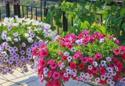 KVASAC ZA CVEĆE - Napravite rastvor od 30 dinara i gledajte kako biljke u dvorištu, ali i stanu, bujaju