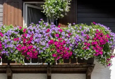 TERASU pretvara u RAJ bez trunke hlada - Cveće koje zalivate jednom u 10 dana, a CVETA kao ludo i leti na +40