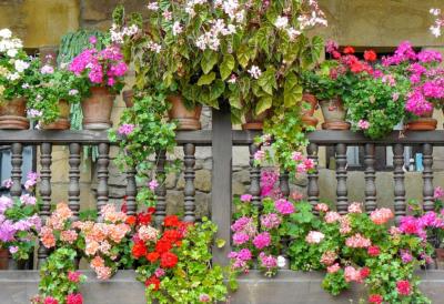 Zasadite ga jednom i zaboravite na zalivanje: Cveće koje preživljava PAKLENE VRUĆINE i svakog leta buja kao da je tek posađeno – idealno za terasu, dvorište