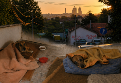 Tuga na Voždovcu: Otišao Dule posle 22 godine, pas koji je čuvao ceo kraj - komšije pokrenule inicijativu, žele da mu podignu spomen ploču