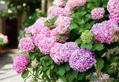 HORTENZIJE će ove godine BUJATI kao nikad: Jedan trik u proleće pravi razliku – cvetovi ogromni, boja jaka, a biljka cveta bez prestanka do jeseni