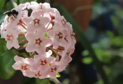 ISUSOVU SUZU treba da ima svaka kuća! Letnje cveće koje privlači blagostanje, ne traži NIKAKVU NEGU, cveta i kad sve drugo sagori