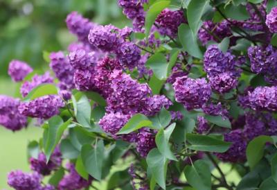 Od JORGOVANA se pravi najmirisnija limunada i ulje protiv bolova – Lekovita biljka koju mnogi imaju u dvorištu, a ne znaju koliko vredi