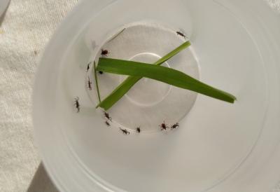 "Čistoća" sutra započinje prolećnu akciju suzbijanja krpelja