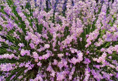 Ova biljka ima NAJLEPŠE I NAJMIRISNIJE CVETOVE: Posadite je jednom, a cveta i narednih 10 godina – traži minimalnu negu, tera komarce i podnosi najveće vrućine