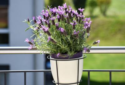 Ovu biljku svi sade krajem aprila: Cveta do kasne jeseni, tera komarce, podnosi vrućine i pretvara dvorište u malu oazu