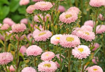 Zasadite je u aprilu i cevtaće vam mesecima sve do kasne jeseni: Lako se gaji, ali jedna greška može je uništiti