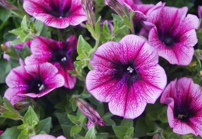 Trik da vam PETUNIJE raskošno cvetaju sve do prvih mrazeva - Iskusni baštovani imaju caku za saksiju punu pupoljaka i cvetova cele sezone