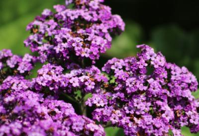 CVEĆE koje širi NEŽAN MIRIS VANILE i do 2 km: Najtraženija biljka za dvorište i terasu – podnosi sunce i postaje apsolutni hit ove sezone