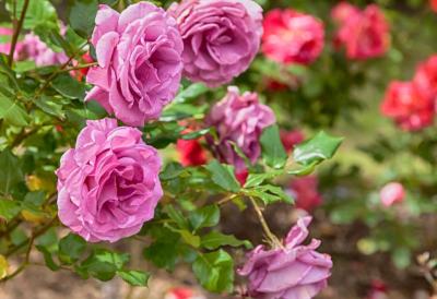 Poljoprivredni trik zbog kog RUŽE cvetaju kao lude: Dodajte ovo u zemlju i pupoljci će pucati od mirisa i boje