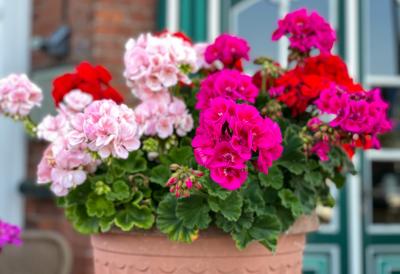 Muškatle NE vole ovo – a svi to rade: Mit koji uništava balkone širom Srbije - evo šta je tajna razbokorenosti ovog cveta