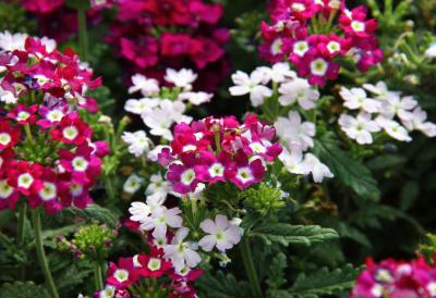 Letnja raskoš u cvatu: Ova biljka podnosi velike vrućine, a cveta u svim mogućim bojama