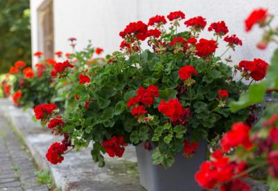 Eliksir za muškatle: Potrebna je samo jedna kap - i cvetaće kao nikada do sada