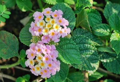 Cveće koje raste kao ludo na jarkom suncu i ne traži često zalivanje: Lepotica vrtova i terasa u više boja