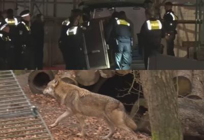 (VIDEO) Užas u glavnoj ulici grada: Vuk ugrizao ženu za lice, hitno hospitalizovana - dramatična potera za odbeglom  životinjom, usledilo spašavanje iz jezera