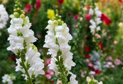 NAJLEPŠE CVEĆE ZA DVORIŠTE I TERASU KOJE SVI TRAŽE: Otporno na sunce i sušu, uspeva i početnicima – cveta do oktobra i traje dugo čak i u vazi