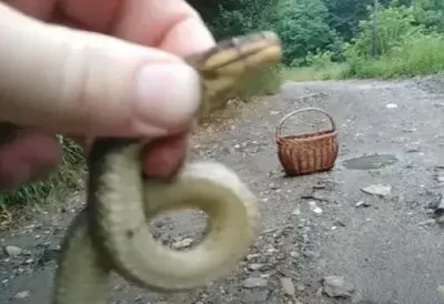 U Srbiji je zovu ČUVARKUĆA! Ova ZMIJA izlazi samo u jednom slučaju - Zalediće vas razlog njenog pojavljivanja