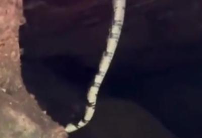 Da li je ovo jedna od najvećih zmija ikada snimljenih? Turisti su zanemeli kada su je videli na ulazu u pećinu (VIDEO)