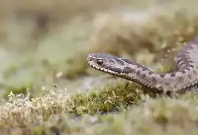 Dve otrovne zmije viđene kod škole: Deci upućen hitan apel