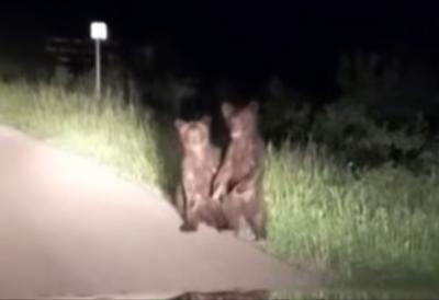 Građani, oprez: Medvedi viđeni nasred puta, ovo nikako ne smete da radite (VIDEO)