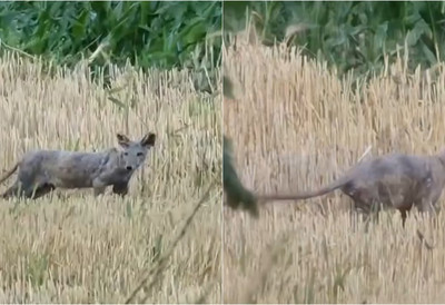 (VIDEO) Nepoznata životinja viđena u Mačvi: Građani zbunjeni, niko ne zna o kojoj vrsti je reč