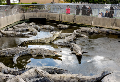 Horor u Zoo vrtu: Dečak završio u ograđenom prostoru sa krokodilima, hitno prebačen u bolnicu u teškom stanju - Ovo je pokušaj ubistva?