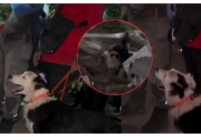 Bio je zlostavljan i odbačen, danas je simbol nade u Venecueli: Pas Cunami neumorno traga za preživelima pod ruševinama (FOTO/VIDEO)